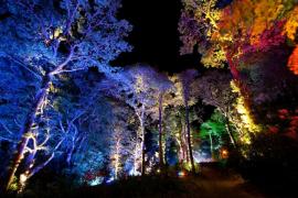 the enchanted forest.jpg