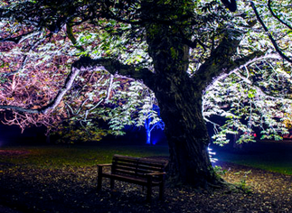 botanic lights.png
