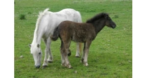 Doonies Farm